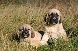 KANGAL 067